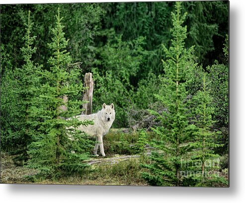 Davw Welling Metal Print featuring the photograph Gray Wolf In Taiga Forest Northwest Territories Canada by Dave Welling