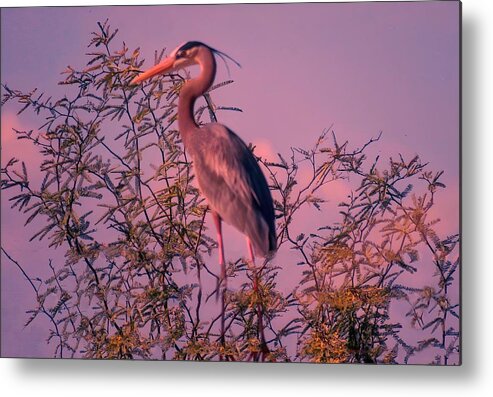 Arizona Metal Print featuring the photograph Great Blue Heron - Artistic 6 by Judy Kennedy
