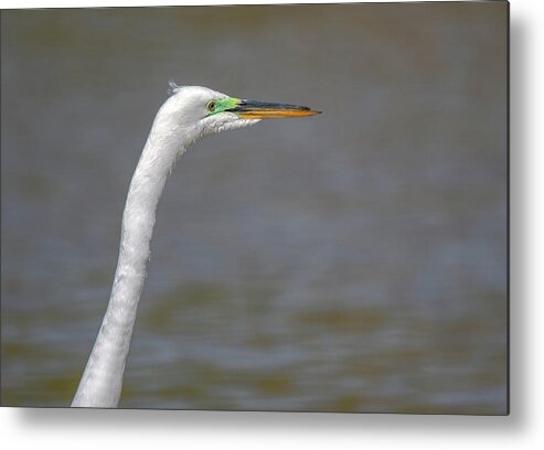 Great Egret Metal Print featuring the photograph Great Egret 6274-042821-2 by Tam Ryan