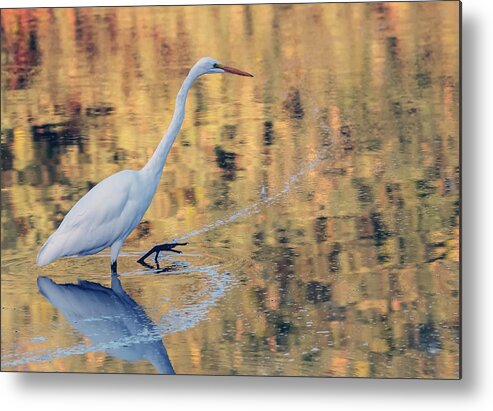 Great Egret Metal Print featuring the photograph Great Egret 7191-080720-3 by Tam Ryan