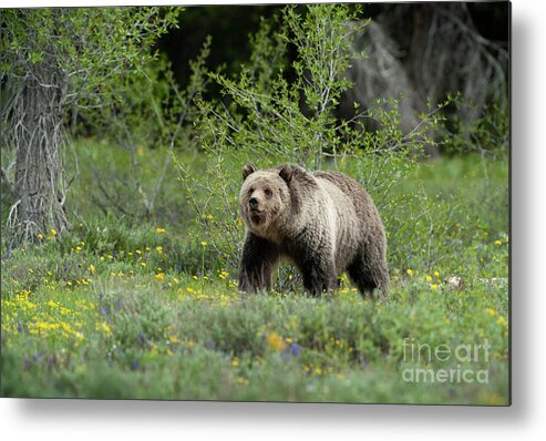 Animals Metal Print featuring the photograph Grizzly 793 - Blondie by Sandra Bronstein