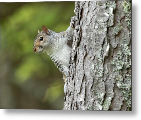 Squirrel Metal Print featuring the photograph Hang On by Holly Ross