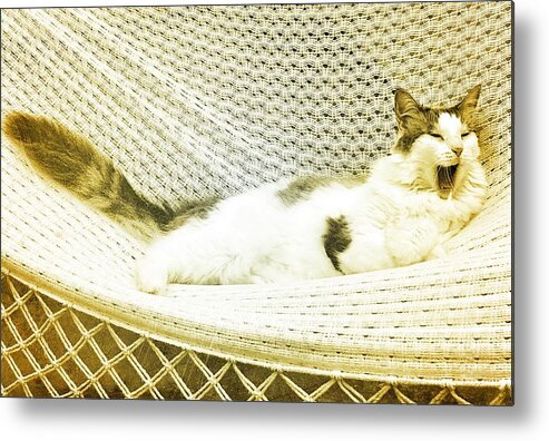 Cat Art Metal Print featuring the photograph Happy Cat by Valerie Greene