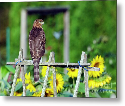 Bird Metal Print featuring the photograph Hawk and Sunflowers by Kristine Anderson