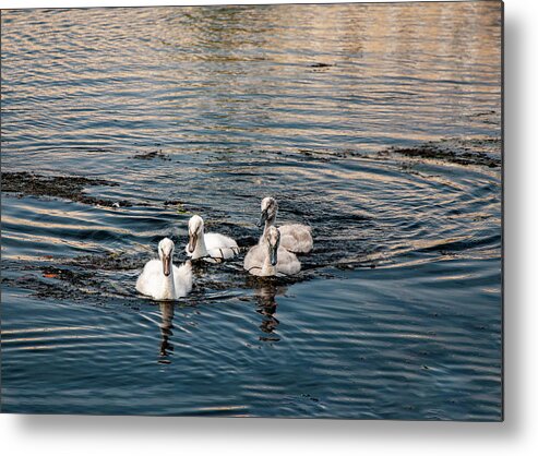 Birds Metal Print featuring the photograph Here We Come by Cathy Kovarik