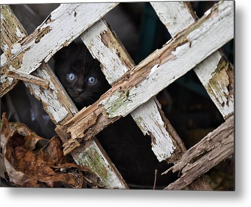 Cat Metal Print featuring the photograph Hidden by DArcy Evans