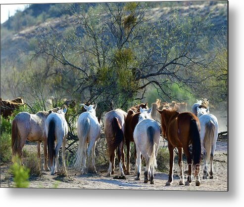 Horse Trail Tails Metal Print featuring the digital art Horse Trail Tails by Tammy Keyes