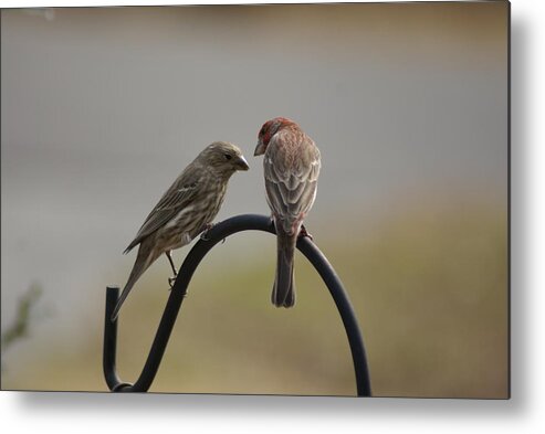  Metal Print featuring the photograph House Finch Pair by Heather E Harman
