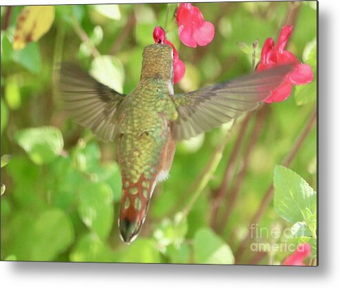 Camouflage Metal Print featuring the photograph Hummingbird Camouflage by Carol Groenen