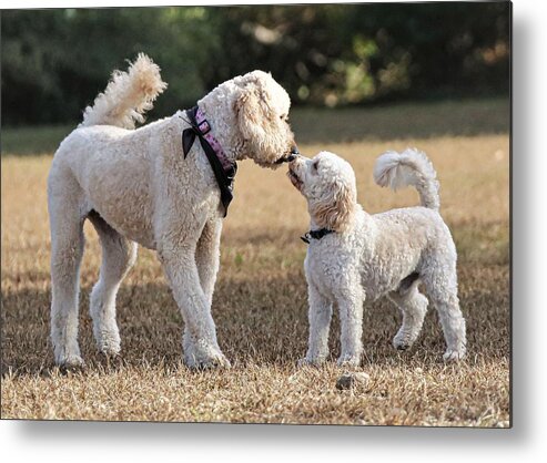 Dog Metal Print featuring the photograph I like you by John Linnemeyer