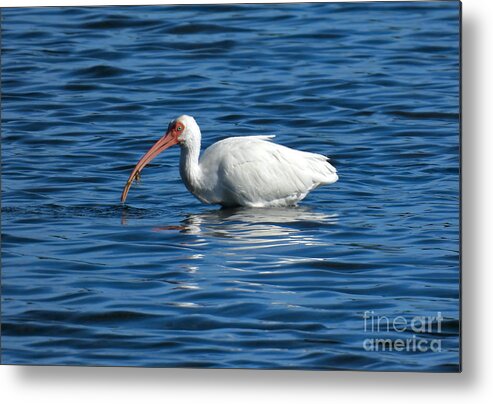Ibis Metal Print featuring the photograph Ibis Fishing by Beth Myer Photography
