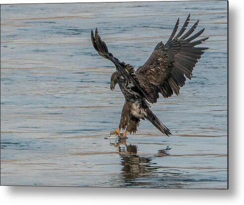 Bald Eagle Metal Print featuring the photograph Immature Grab by Wade Aiken