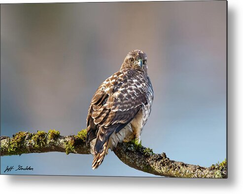 Animal Metal Print featuring the photograph Immature Red Tailed Hawk in a Tree by Jeff Goulden