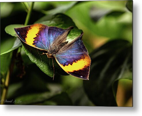 Butterfly Metal Print featuring the photograph Indian Leaf by David Lee