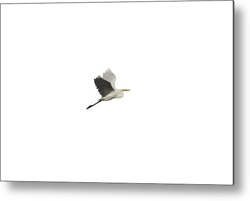 Great Egret Metal Print featuring the photograph Isolated Great Egret 2016 by Thomas Young