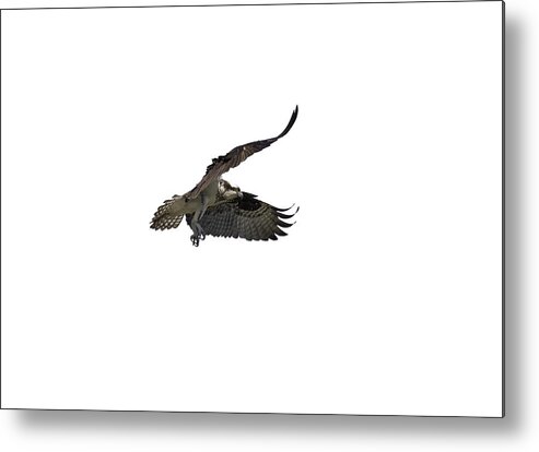 Osprey Metal Print featuring the photograph Isolated Osprey 2021-2 by Thomas Young