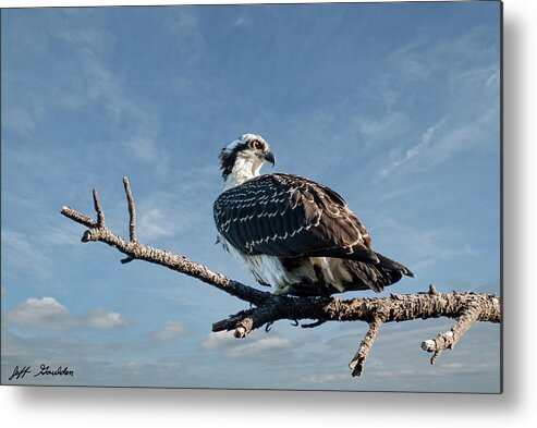 Animal Metal Print featuring the photograph Juvenile Osprey Perched in a Tree by Jeff Goulden