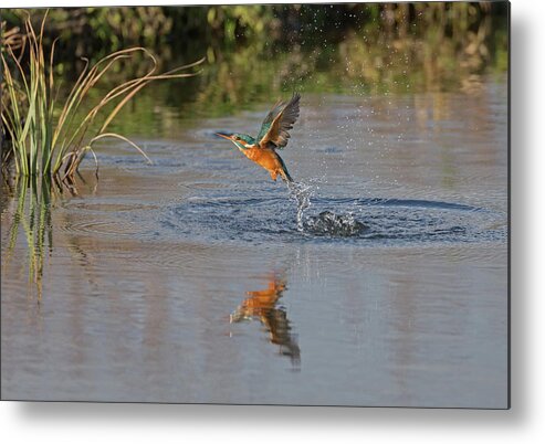 Kingfisher Metal Print featuring the photograph Kingfisher Fishing by Pete Walkden