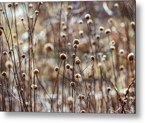 Winter Metal Print featuring the photograph Late Winter Field by Amelia Pearn