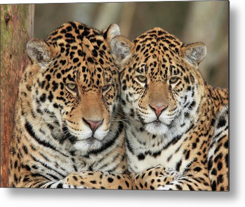 Leopard Metal Print featuring the photograph Leopard Pair by Michelle Halsey