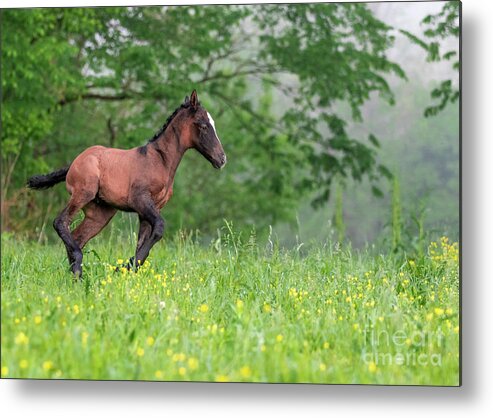 Horse Metal Print featuring the photograph Lil Ombre by Holly Ross