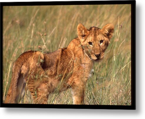 Africa Metal Print featuring the photograph Lion Cub Looking at Photographer by Russ Considine