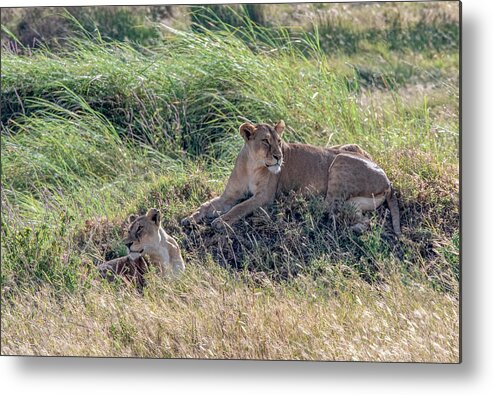  Metal Print featuring the photograph Lion Love in the Serengeti by Marcy Wielfaert