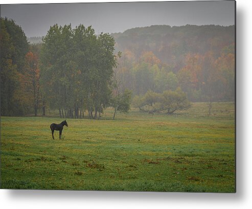 Foal Metal Print featuring the photograph Lonely Foal by Guy Coniglio