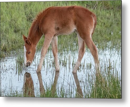 Nevada Metal Print featuring the photograph Looking at His Reflection by Marc Crumpler