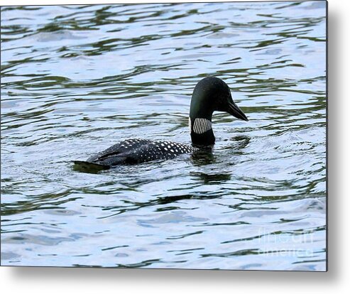Common Loon Metal Print featuring the photograph Loon Locked on Dinner by Sandra Huston