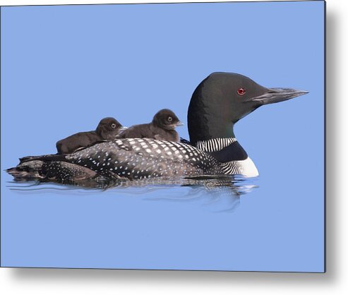 Nature Metal Print featuring the mixed media Loons by Judy Cuddehe