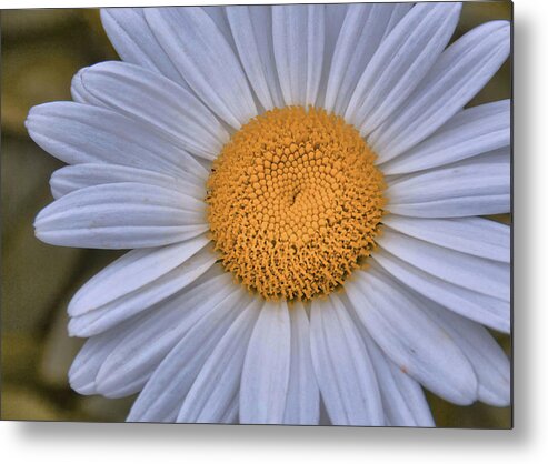Bloom Metal Print featuring the photograph Love Me Nots by JAMART Photography