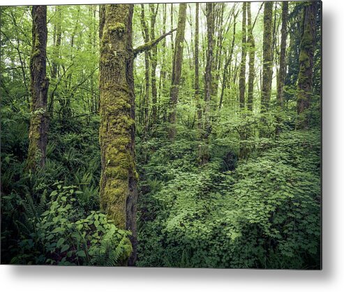 Cougar Mountain Metal Print featuring the photograph Lush Forest, Washington by Alexander Kunz