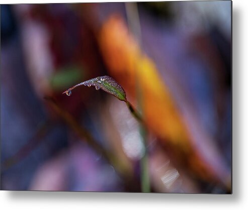Fall Metal Print featuring the photograph Macro Photography - Fall Foliage by Amelia Pearn