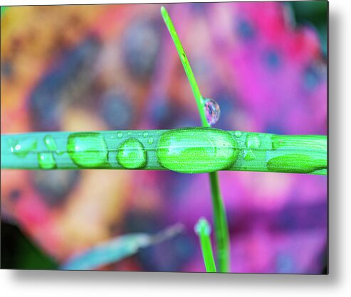 Grass Metal Print featuring the photograph Macro Photography - Water Drops on Grass by Amelia Pearn