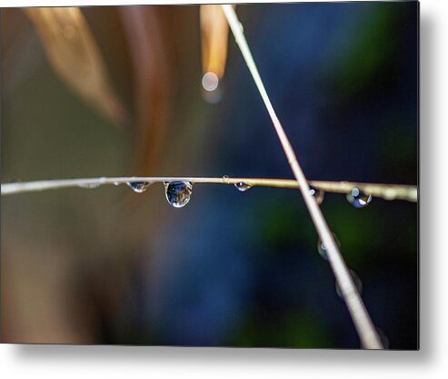 Plants Metal Print featuring the photograph Macro Photography - Water Drops on Stem by Amelia Pearn