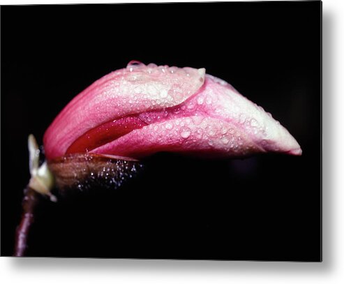 Magnolia Metal Print featuring the photograph Magnolia Bud by Steven Nelson