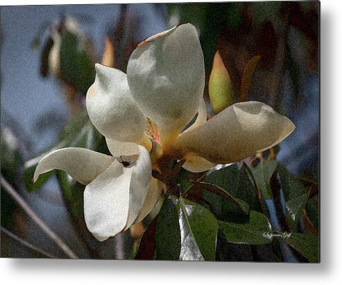 Photograph Metal Print featuring the photograph Magnolia grandiflora from Below III - Enhanced by Suzanne Gaff