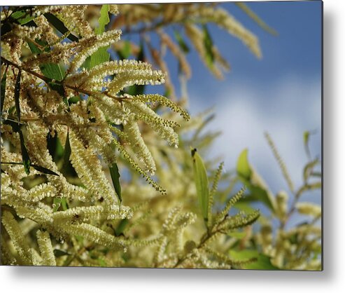 Flowers Metal Print featuring the photograph Maiden's Wattle Flowers in the Winter Sun by Maryse Jansen