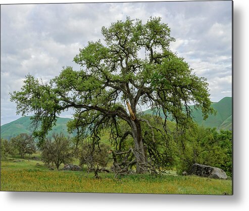 Oak Tree Metal Print featuring the photograph Majestic Oak Yokohl Valley by Brett Harvey