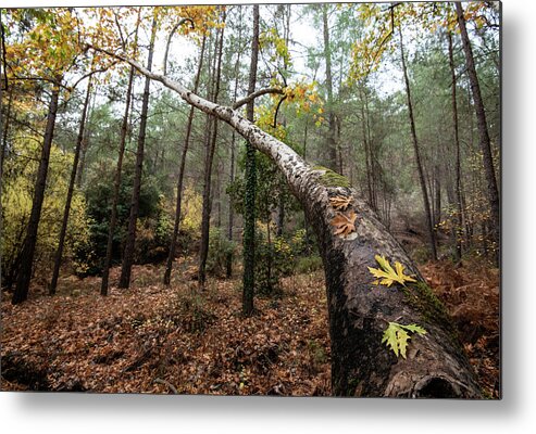 Autumn Metal Print featuring the photograph Maple leaves on a tree branch in autumn. Fall season in a forest. by Michalakis Ppalis