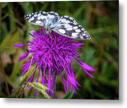 Marble White Metal Print featuring the photograph Marble White Butterfly by Shirley Mitchell