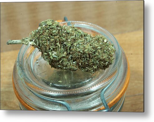 Grass Metal Print featuring the photograph Medical Marijuana by JeremyNathan