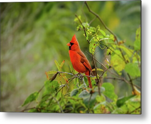 Northern Cardinal Metal Print featuring the photograph Messenger of Love by Laura Putman
