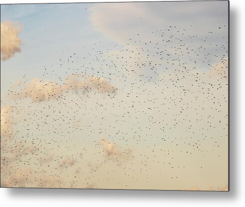 Animals Metal Print featuring the photograph MIgrating Birds In The Sky by Amelia Pearn