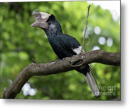 Birds Metal Print featuring the photograph Mikeno Hornbill by Cameron Anderson Raffan