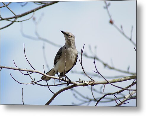  Metal Print featuring the photograph Mocking Gaze by Heather E Harman