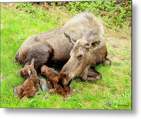 Natanson Metal Print featuring the photograph Mom and Babies by Steven Natanson