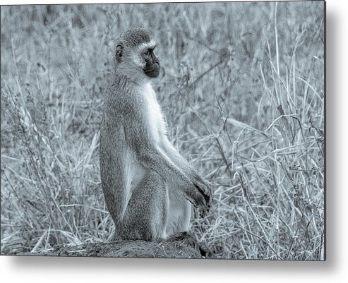 Africa Metal Print featuring the photograph Monkey Business in Tanzania by Marcy Wielfaert