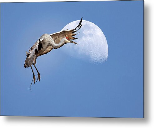 Bird Metal Print featuring the photograph Moon Landing by Art Cole
